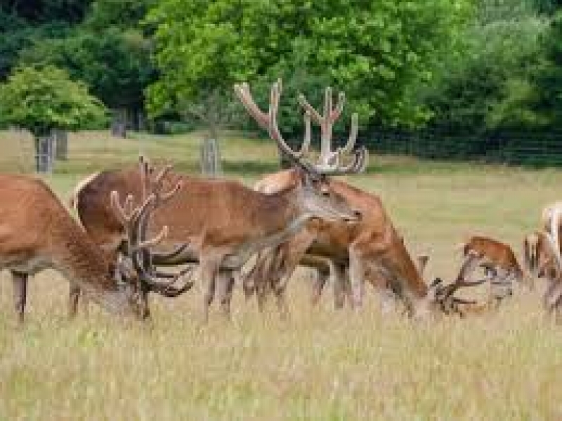 Dziewczynka zaatakowana przez jelenia w Richmont Park.