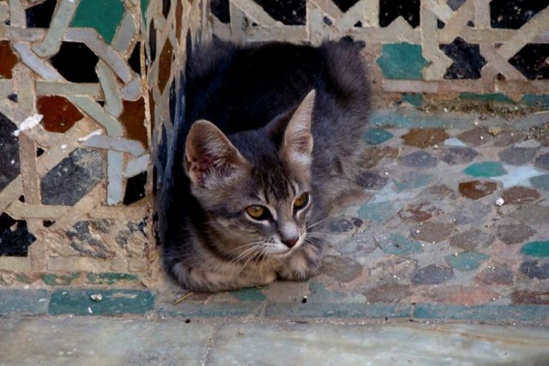 Na wakacjach w Maroku ugryzł go kot, zmarł po powrocie do domu.