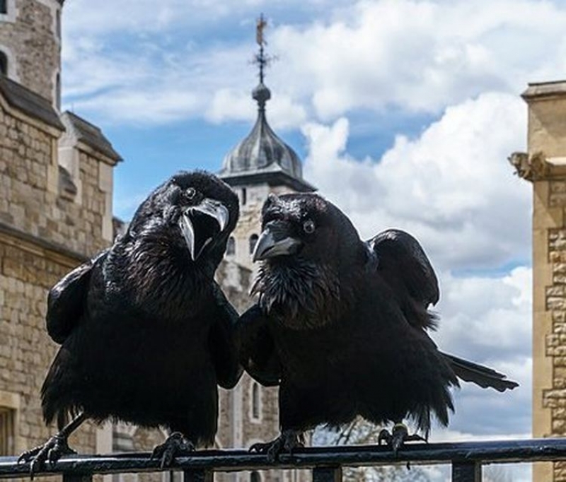 Kruki w Tower of London - legendarni strażnicy królestwa