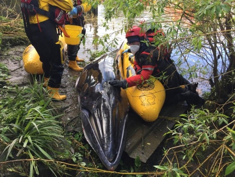 Uśpiono młodego wieloryba z Tamizy.
