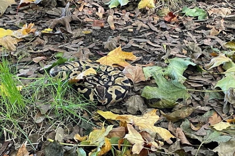 Dwuipółmetrowy Python w parku!